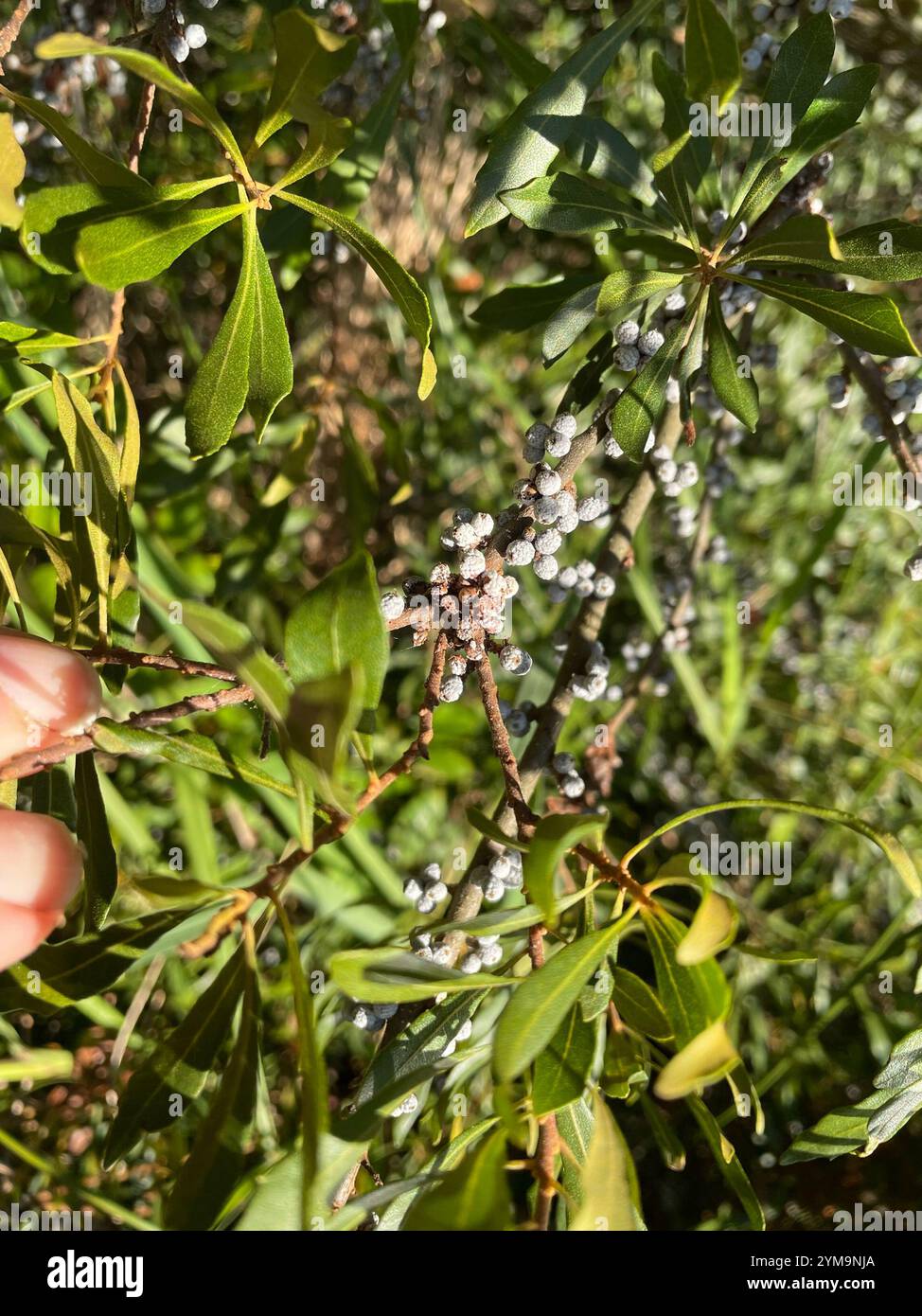 myrte de cire (Morella cerifera) Banque D'Images