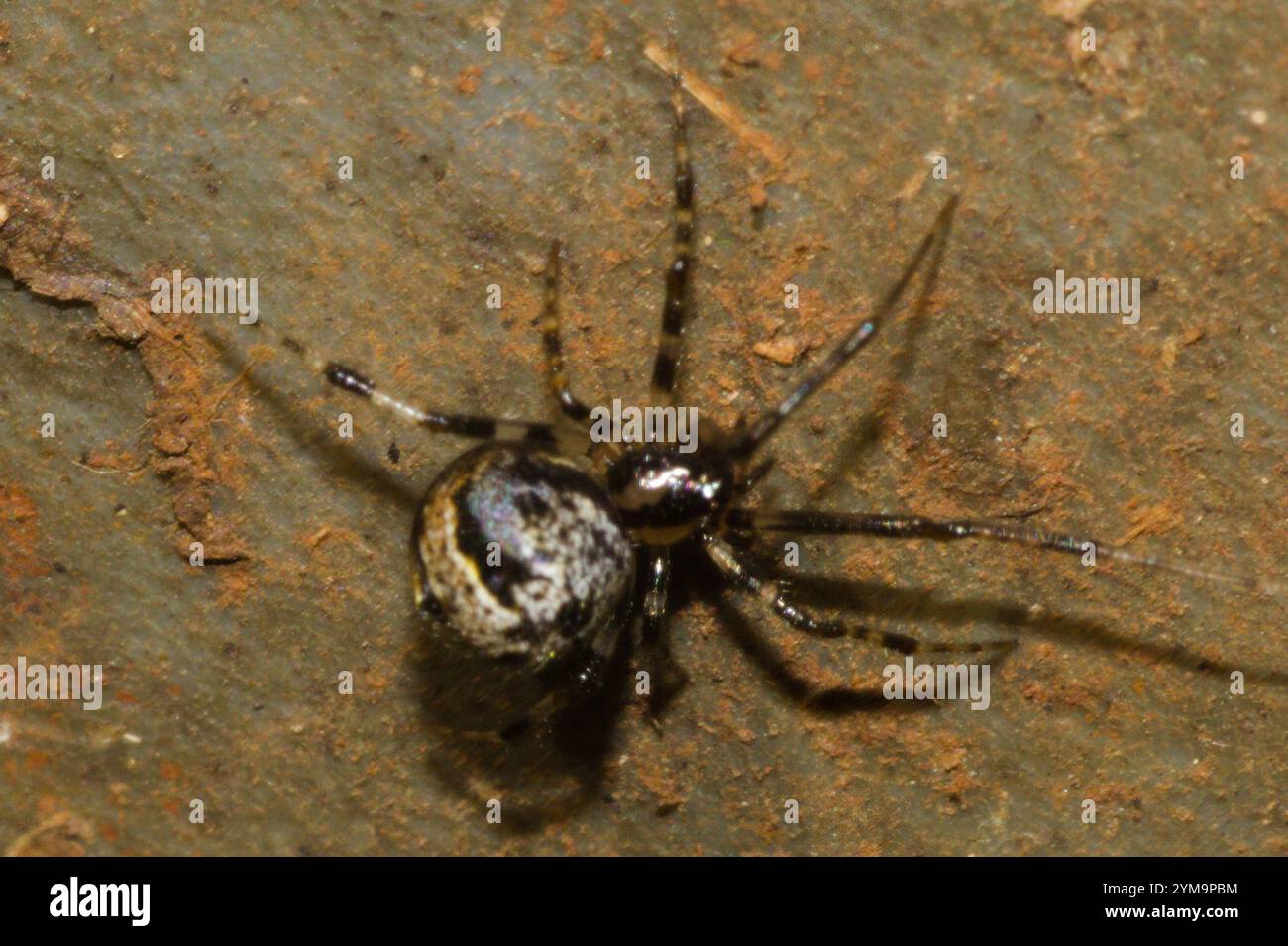 Araignée commune (Parasteatoda tepidariorum) Banque D'Images