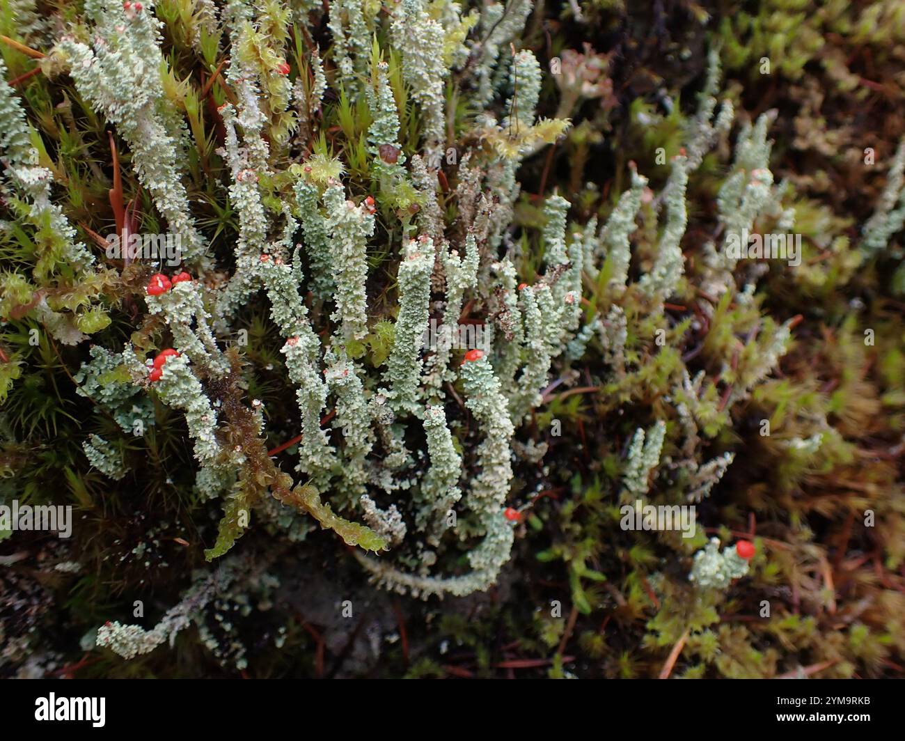 Soldats jouets (Cladonia bellidiflora) Banque D'Images