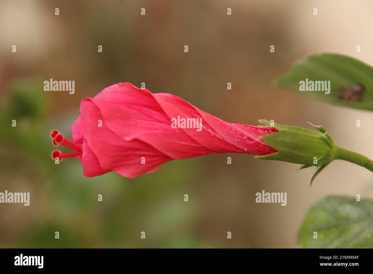 Comme les fleurs sont belles sur l'arbre Banque D'Images