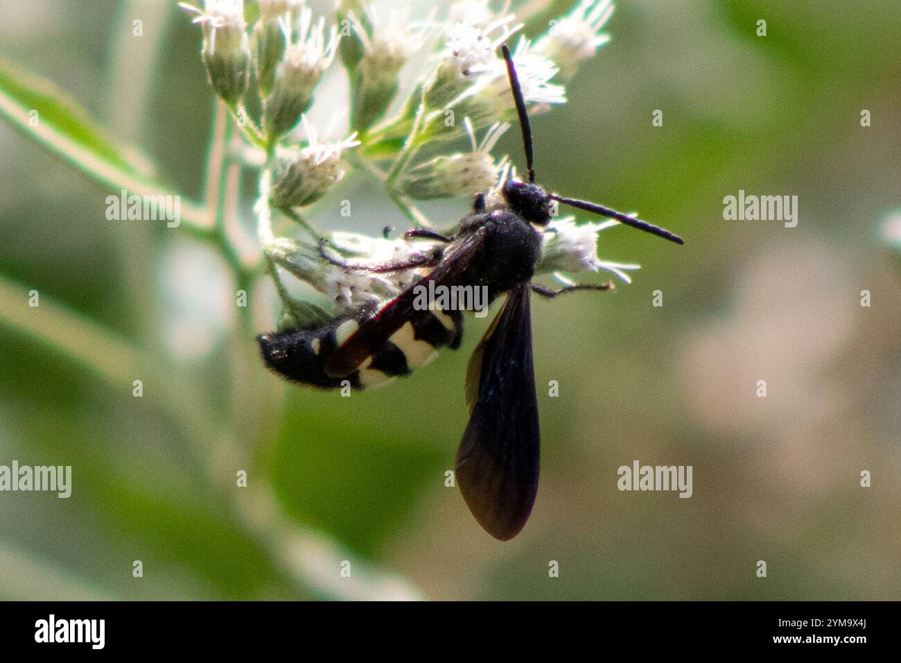 Guêpe scoliide à double bande (Scolia bicincta) Banque D'Images