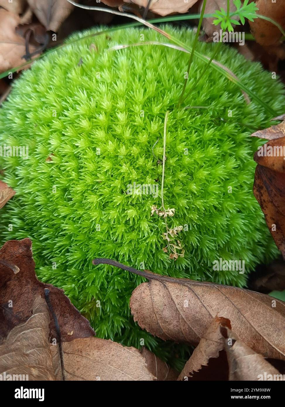 Mousse de coussin d'épingle (Leucobryum glaucum) Banque D'Images