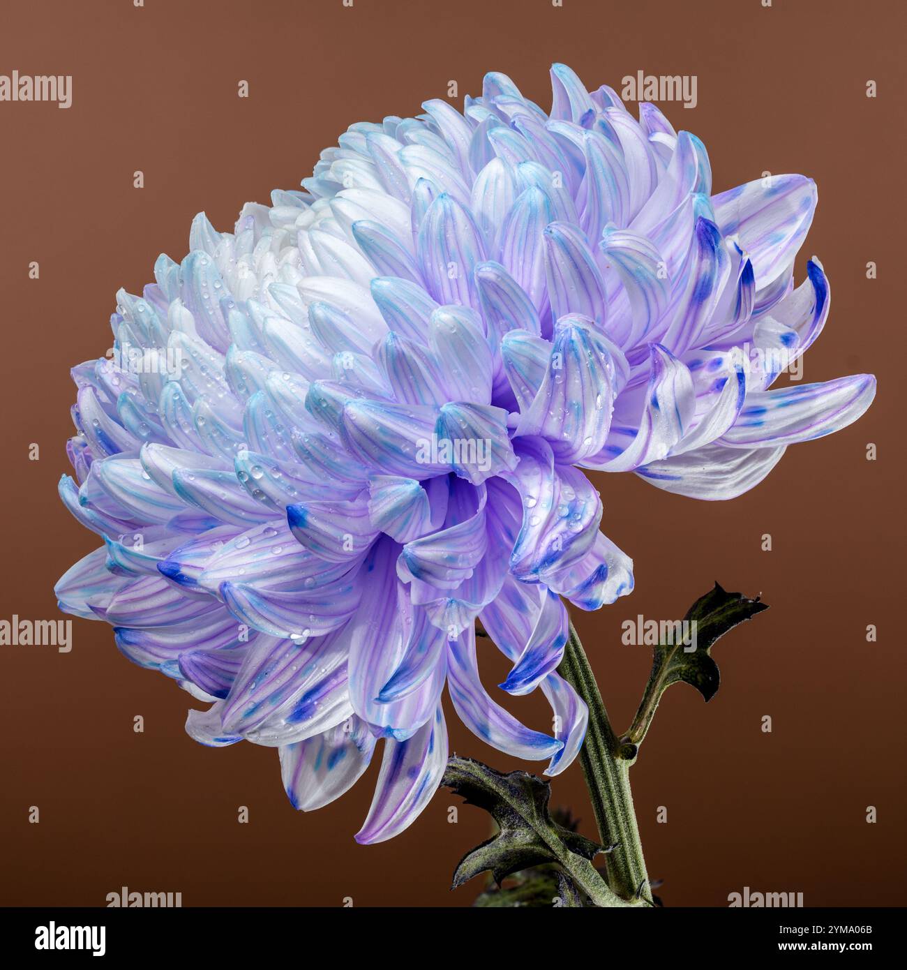 Gros plan d'un chrysanthème avec des pétales blancs et violets complexes, accentués par de délicates stries bleues et violettes. La fleur est ornée de w frais Banque D'Images