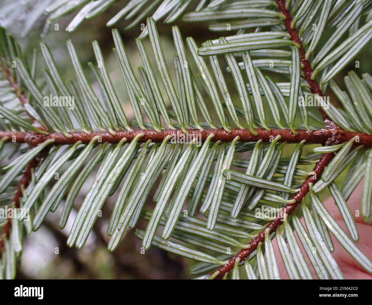 Sapin argenté du Pacifique (Abies amabilis) Banque D'Images