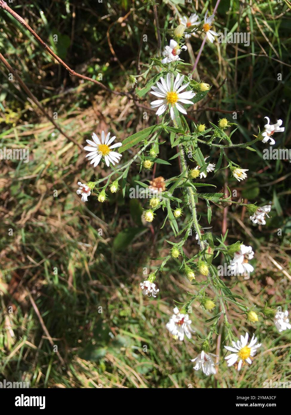 Astre blanc poilu oldfield (Symphyotrichum pilosum) Banque D'Images