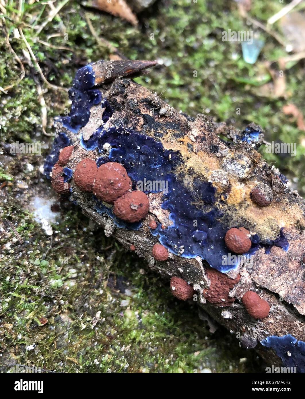 Croûte de cobalt (Terana coerulea) Banque D'Images