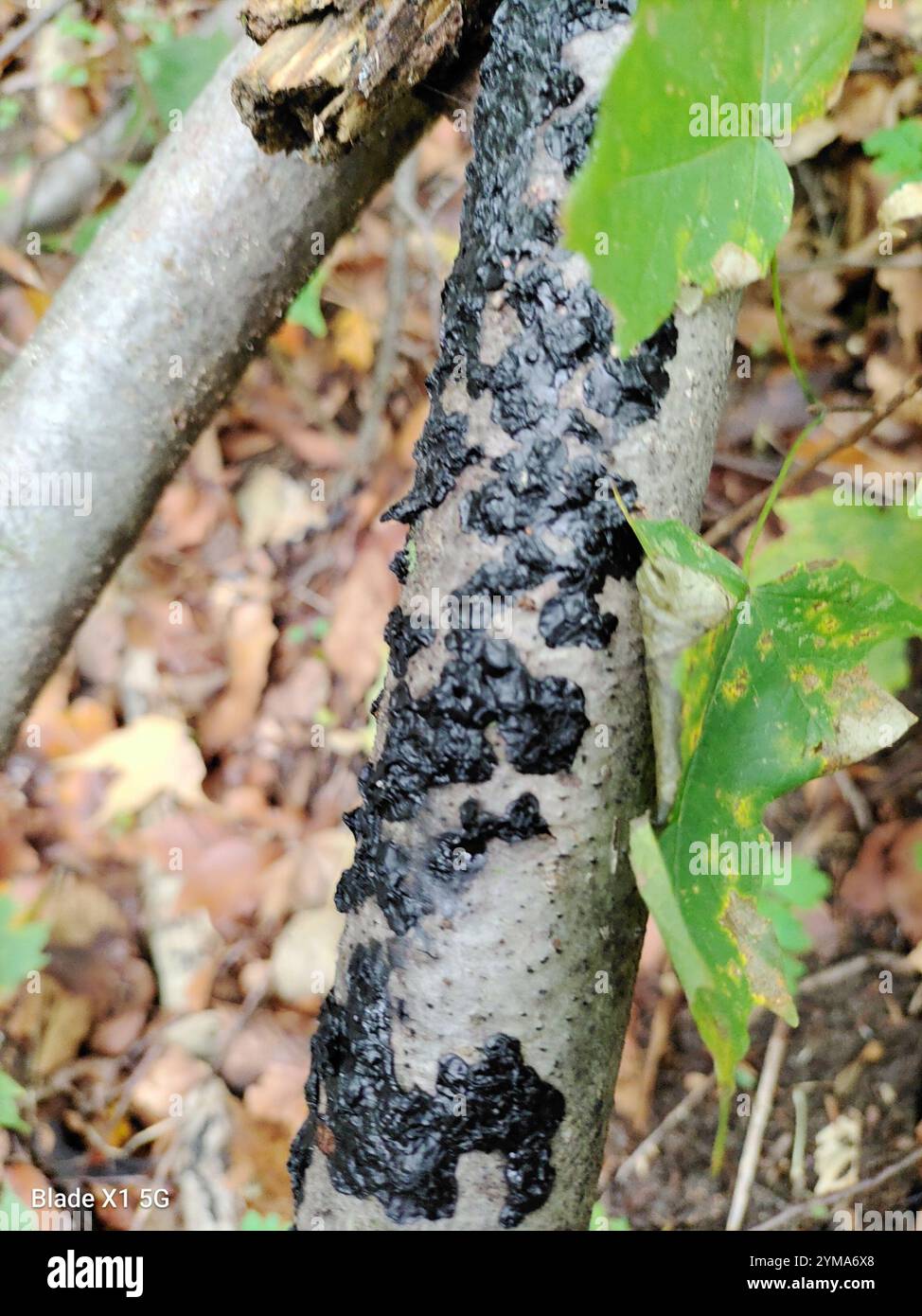 Beurre de Warlock (Exidia nigricans) Banque D'Images