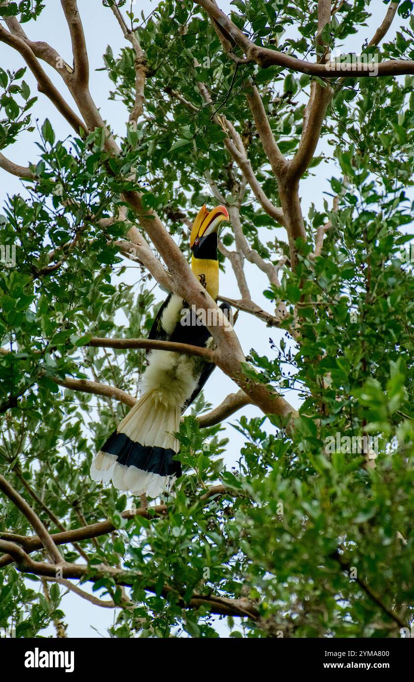 Majestueux Great Hornbill dans son habitat naturel de jumelage affectueux à Reserve Forest, Kerala - la faune vibrante des forêts tropicales de l'Inde. Banque D'Images