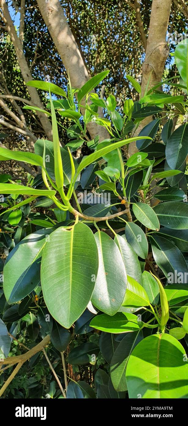 Figue de Port Jackson (Ficus rubiginosa) Banque D'Images