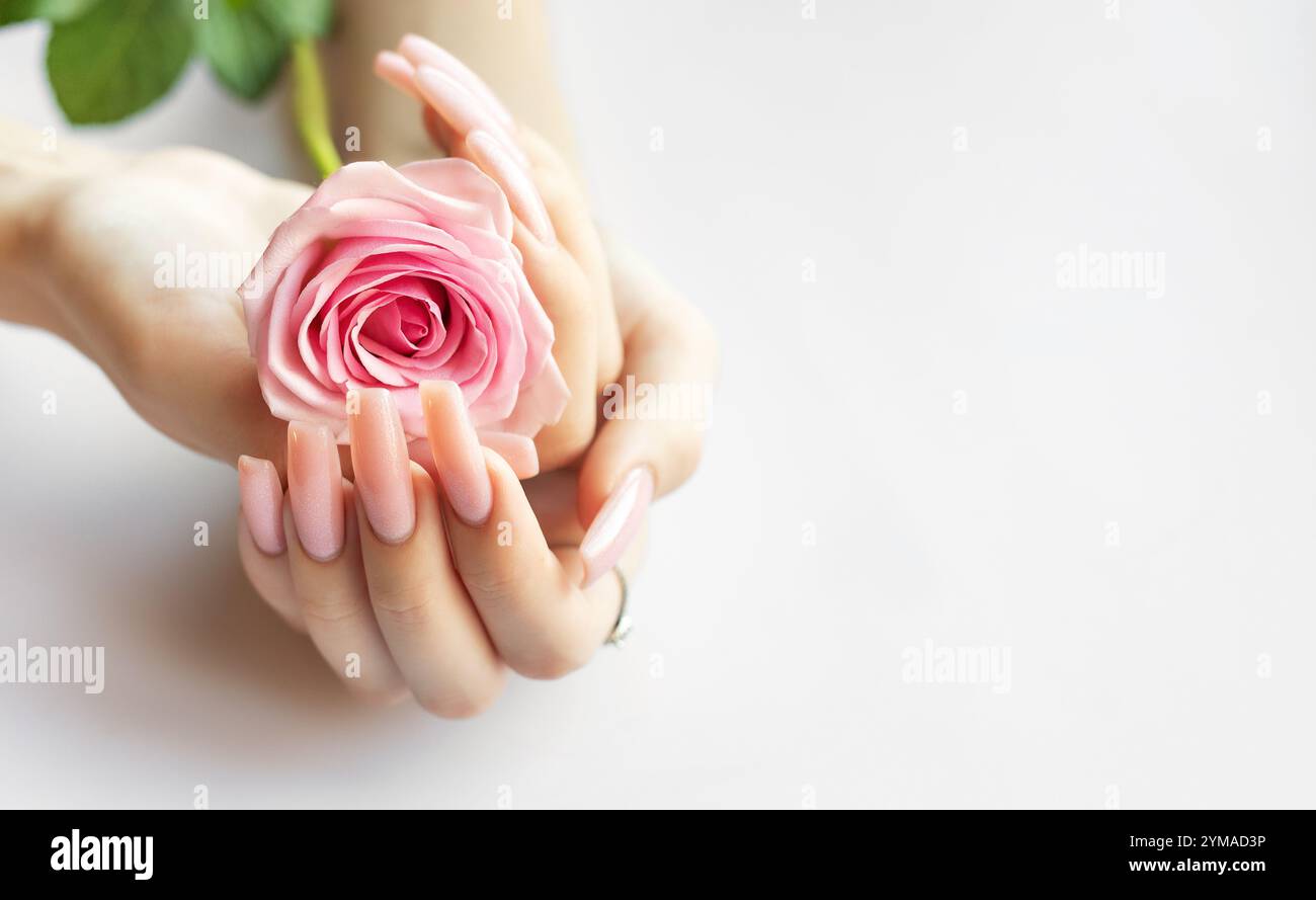 Des mains délicates avec de longs ongles roses bercent une belle rose rose, apportant une touche d'élégance à une atmosphère douce et tranquille dans un espace intérieur. Banque D'Images