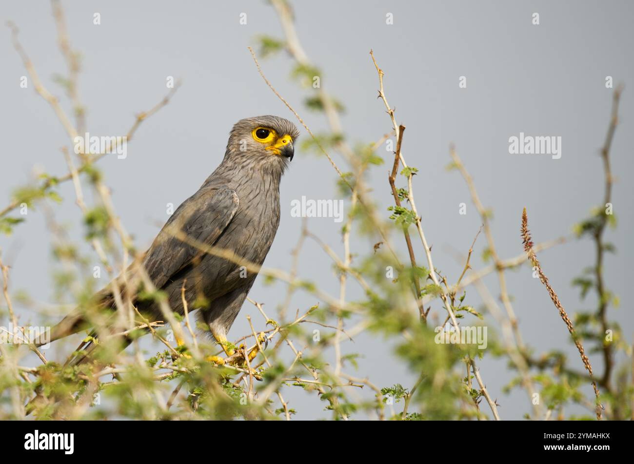 Gros plan sur Grey Kestrel Bird Banque D'Images