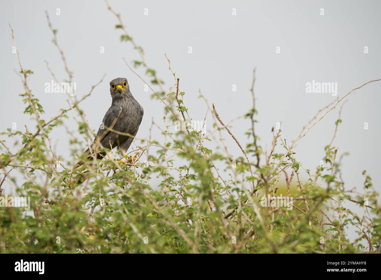 Oiseau gris Krestrel perché dans un arbre d'acacia Banque D'Images