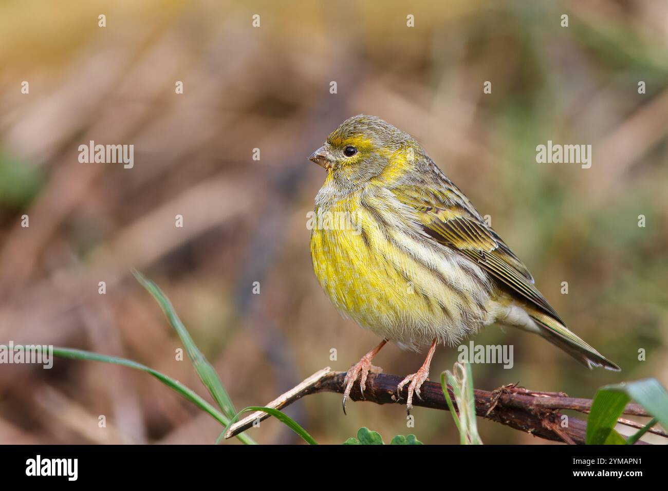 Leurre avec le nom scientifique de (Serinus serinus). Petit oiseau dosé et de couleur jaune perché sur une branche de buisson près du sol. Banque D'Images