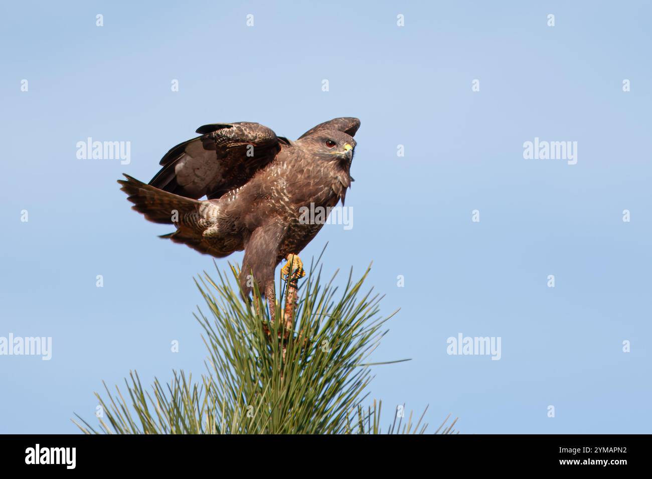 Buzzard à ailes rondes ou aigle à ailes rondes (Buteo buteo). Un aigle perché au sommet d'un pin. Banque D'Images