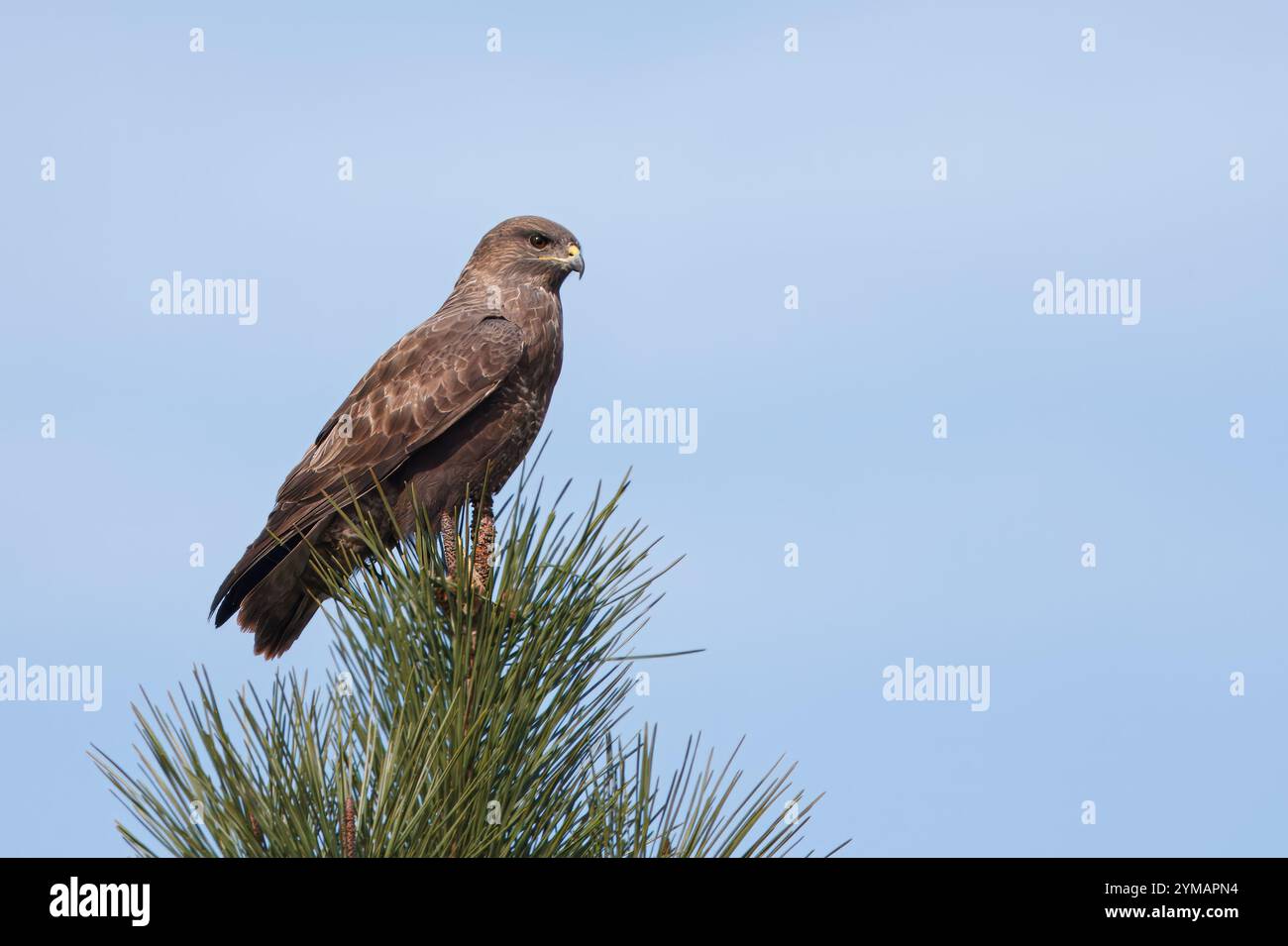 Buzzard à ailes rondes ou aigle à ailes rondes (Buteo buteo). Un aigle perché au sommet d'un pin. Banque D'Images