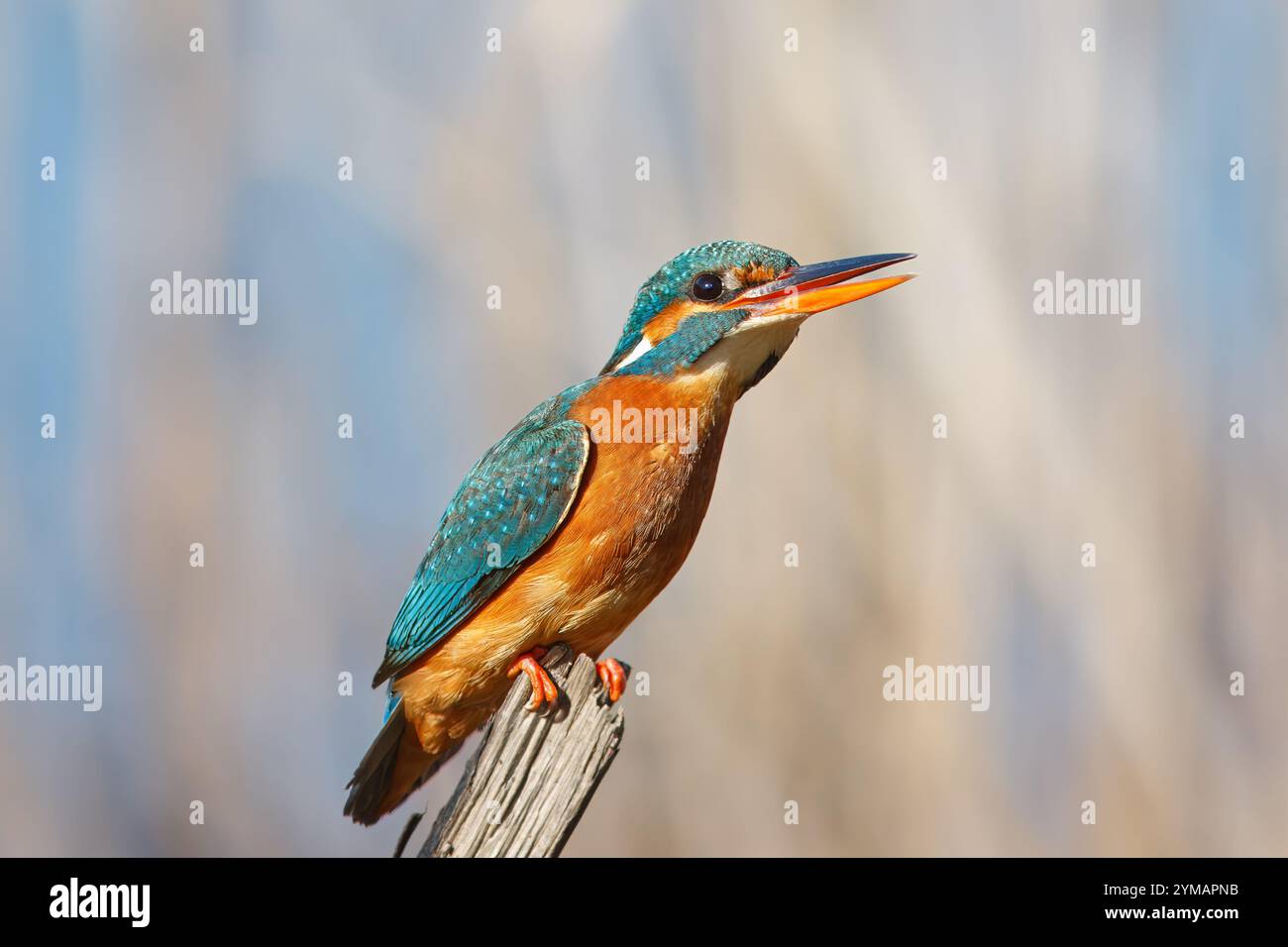 Kingfisher avec le nom scientifique de (Alcedo atthis). Petit oiseau aquatique aux tons bleu et orange, c'est un excellent pêcheur. Banque D'Images