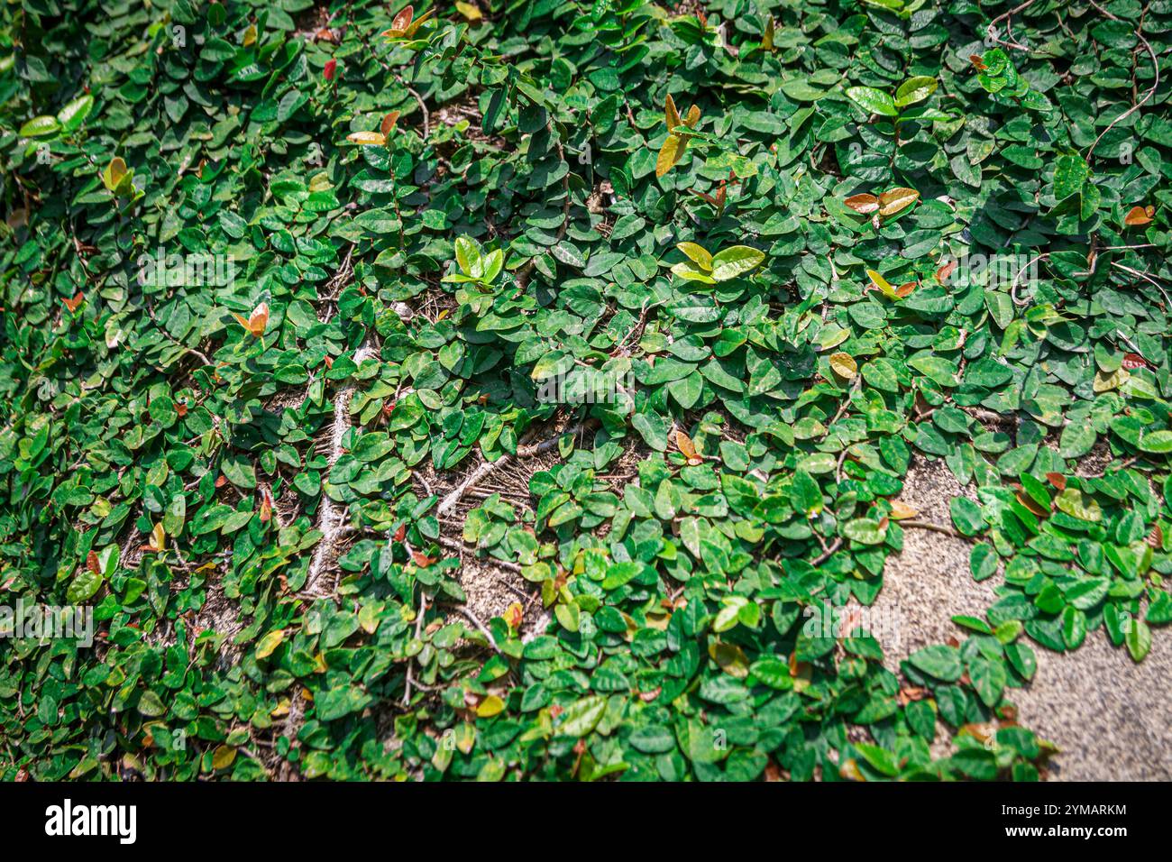 Plante verte poussent sur la pierre - la beauté dans la montagne Ba Den - toit de la région sud-est Banque D'Images