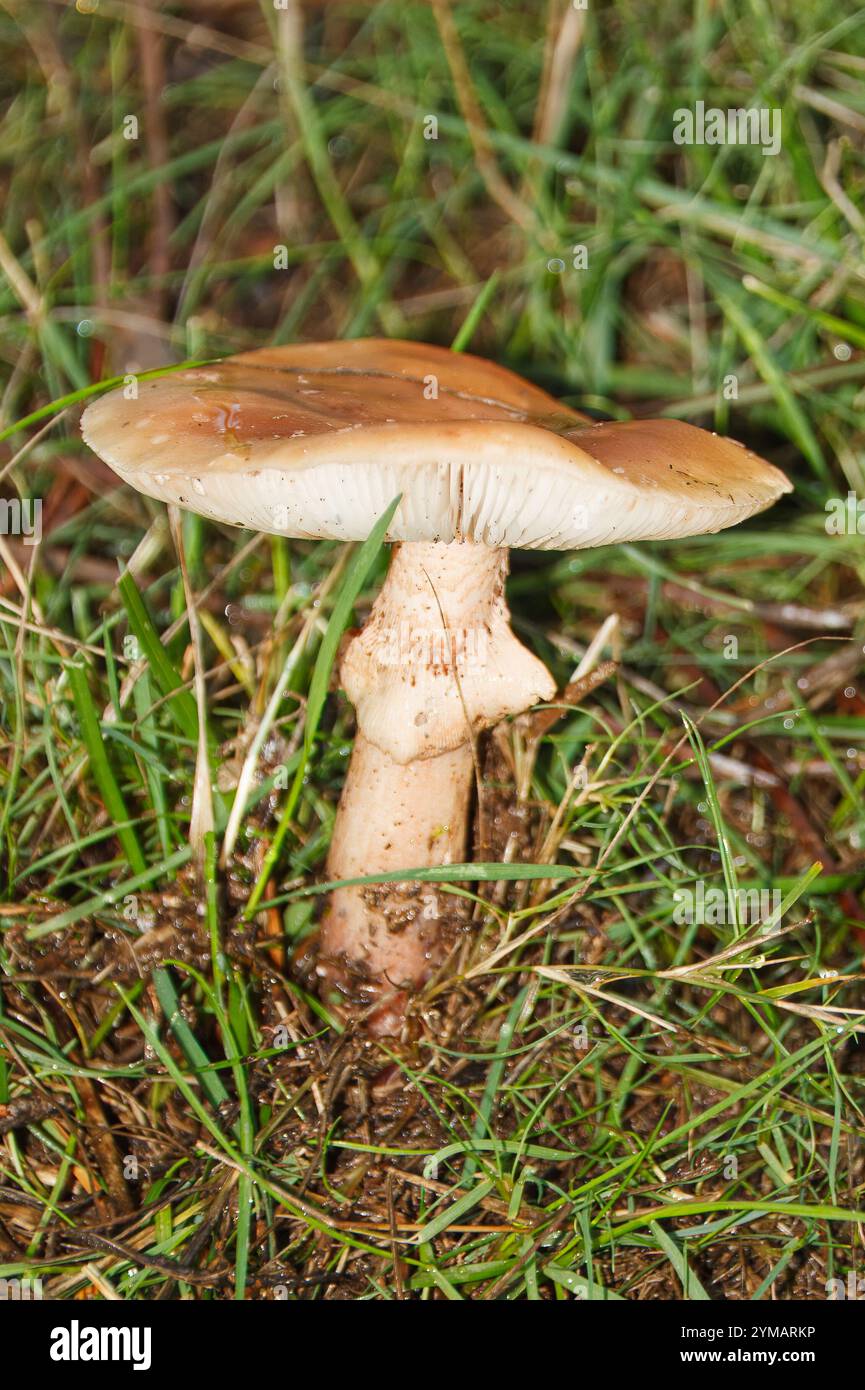 Un champignon aux tons beiges, qui poussait dans le sol, rejoint l'herbe. Banque D'Images