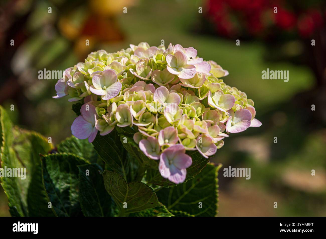 Hydrangea communément appelé hortensia, est un genre de plus de 70 espèces - la beauté dans la montagne Ba Den - toit de la région sud-est Banque D'Images