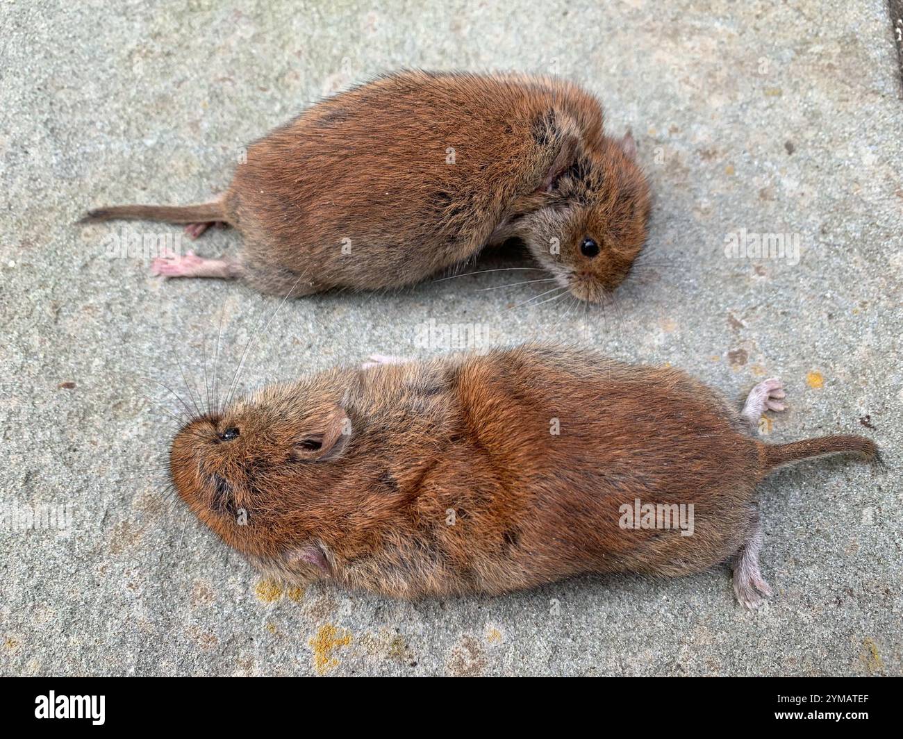 Vole rouge du Sud (Clethrionomys gapperi) Banque D'Images