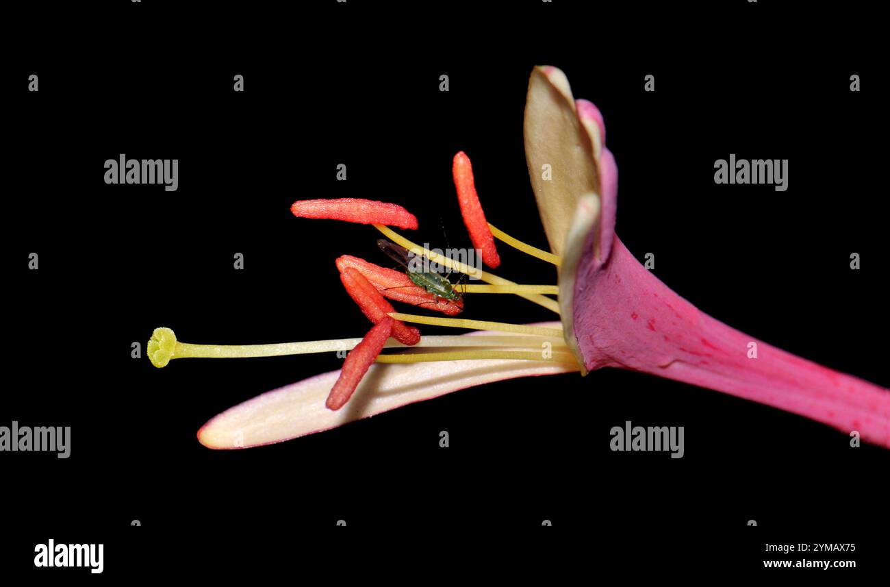 Un seul chausson de chèvrefeuille européen, Lonicers periclymenum, récemment ouvert. Un puceron repose sur une étamine. Bien focalisé avec un fond noir. Banque D'Images