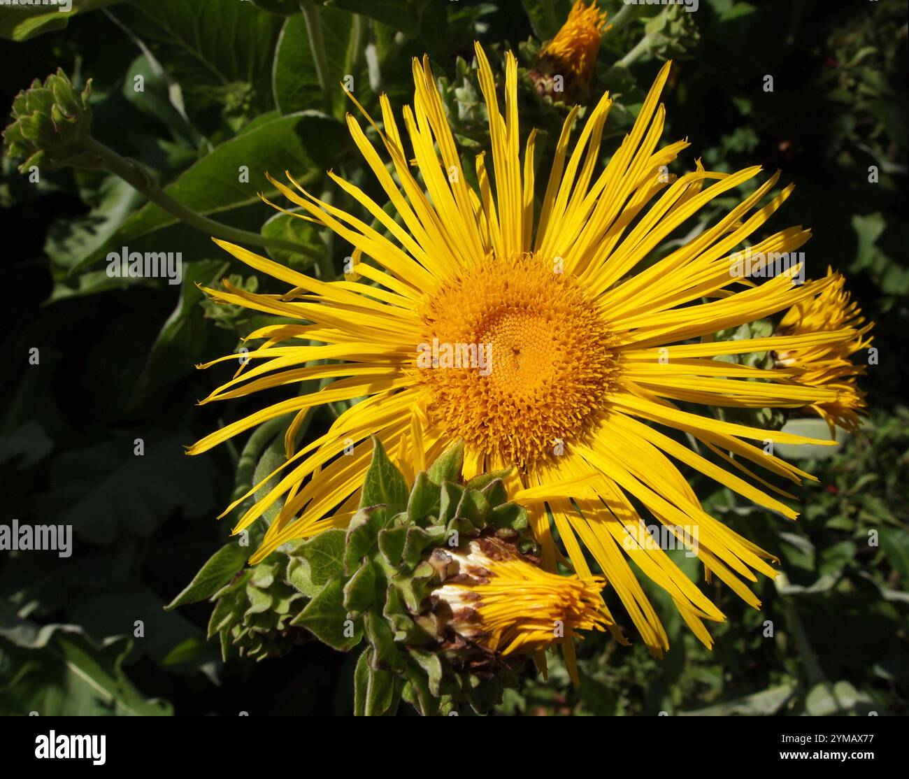 Un gros plan d'une fleur d'élecampane bien focalisée, Inula helenium. Bons détails d'une fleur jaune vif pris sur un fond vert naturel. Banque D'Images
