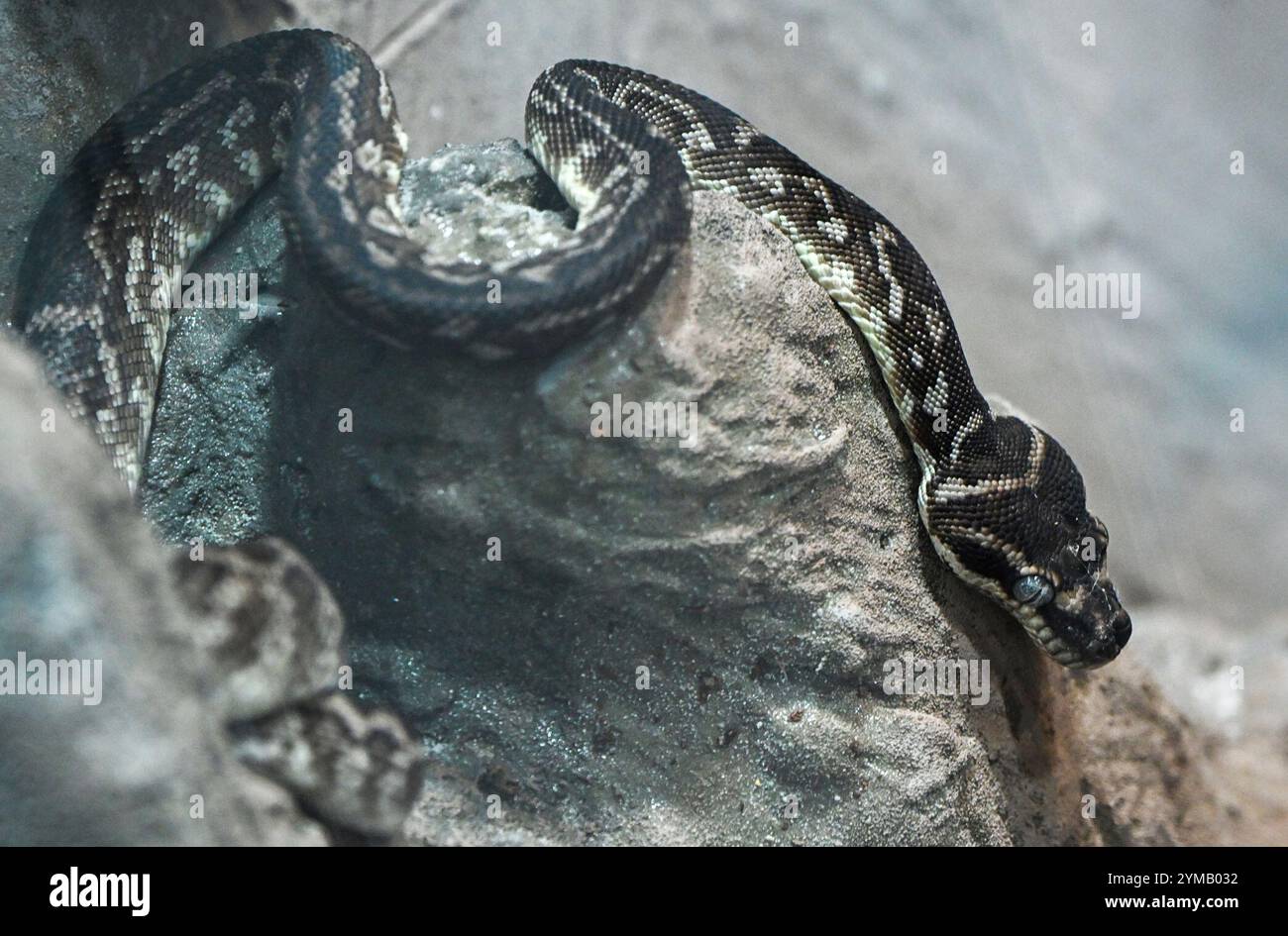 Perleberg, Allemagne. 20 novembre 2024. Le python à échelle brute au zoo de Perleberg. C'est l'une des espèces de serpents les plus rares au monde. Des espèces animales indigènes et exotiques peuvent être vues dans des enclos et des volières sur une superficie de 15 hectares. Crédit : Jens Kalaene/dpa/Alamy Live News Banque D'Images