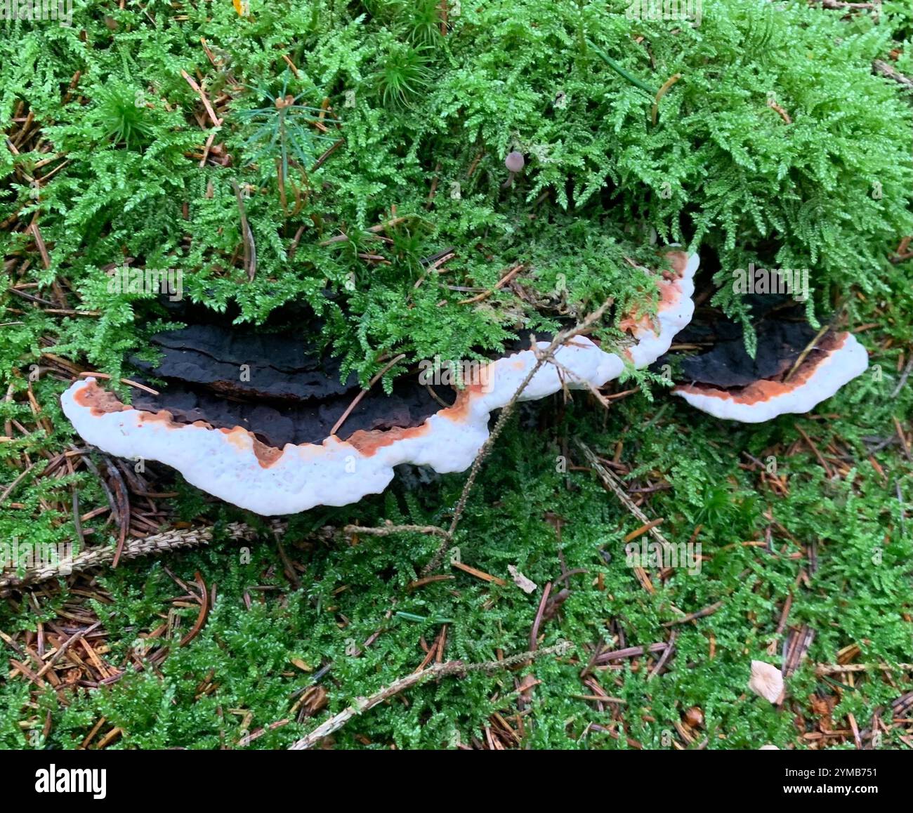 Polypore à base de conifères (Heterobasidion annosum) Banque D'Images