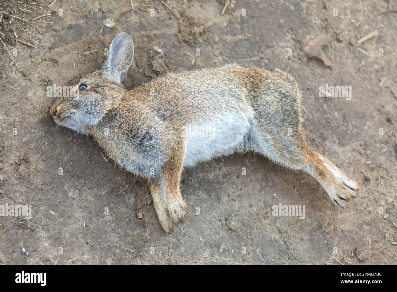Lapin Cottontail de l'est mort. Réserve régionale de Mission Peak, comté d'Alameda, Californie. Banque D'Images