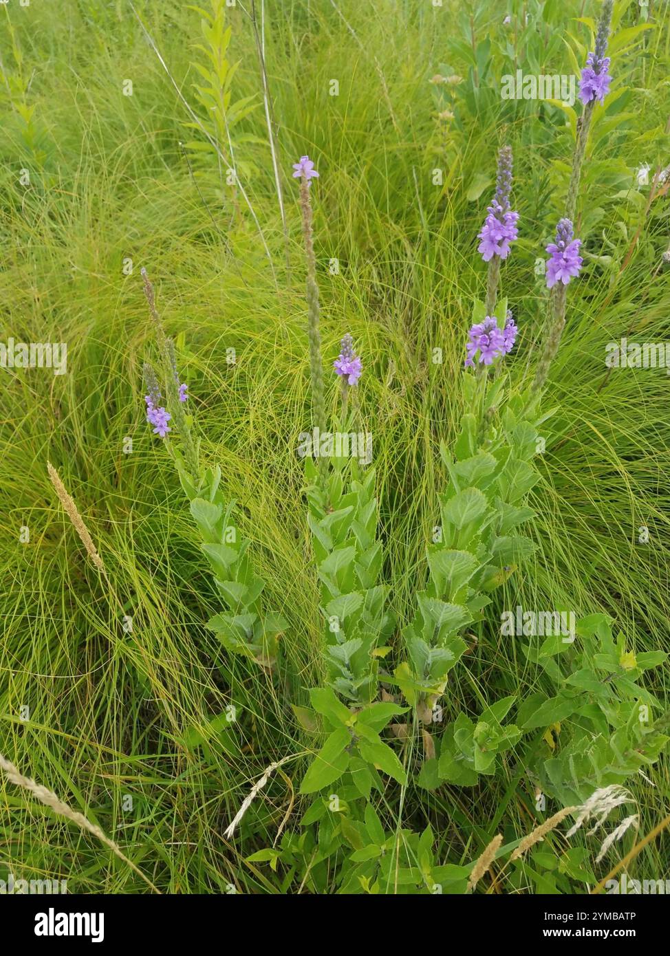 Verveine palourde (Verbena stricta) Banque D'Images