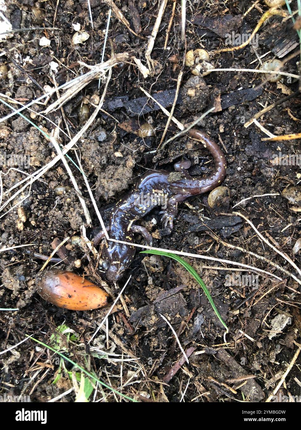 Salamandre arboricole (Aneides lugubris) Banque D'Images