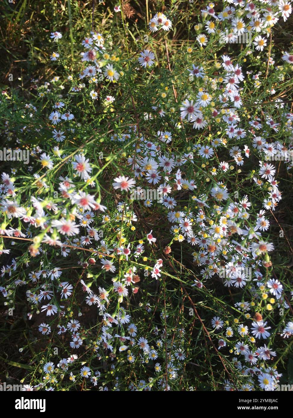 Astre blanc poilu oldfield (Symphyotrichum pilosum) Banque D'Images