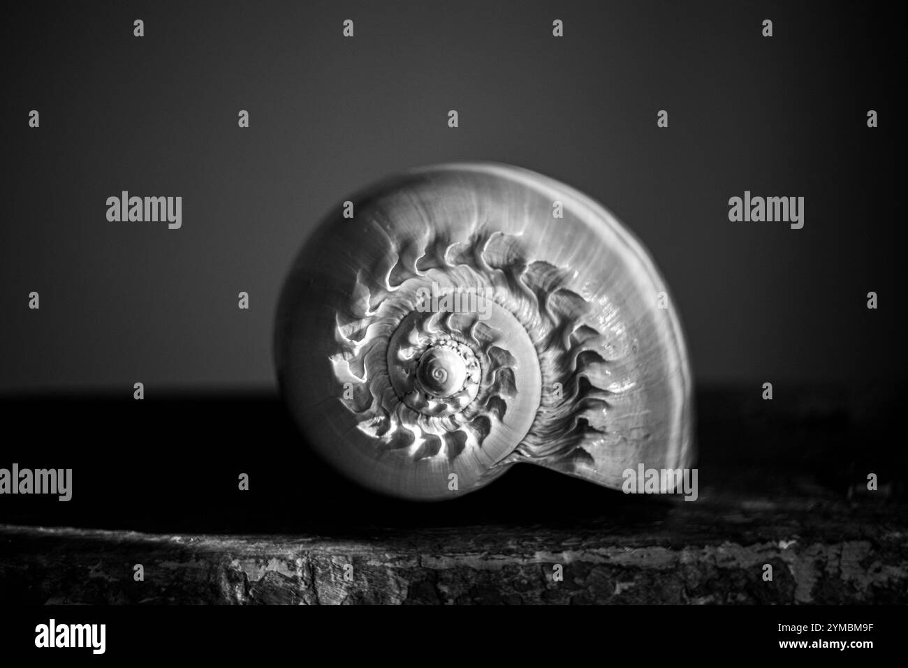 Une photographie en noir et blanc d'une coquille de nautilus chambrée Nautilus pompilius montre un beau motif en spirale. Banque D'Images
