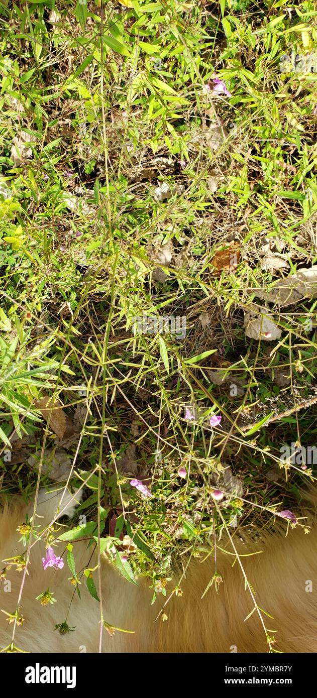 Faux gant violet (Agalinis purpurea) Banque D'Images