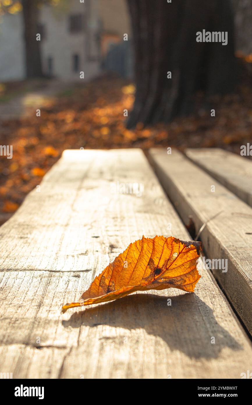 une feuille vient de tomber de l'arbre sur un banc en bois Banque D'Images