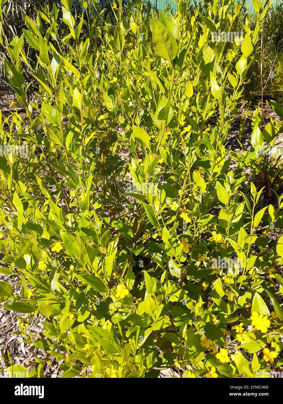 Houblon goodenia (Goodenia ovata) Banque D'Images