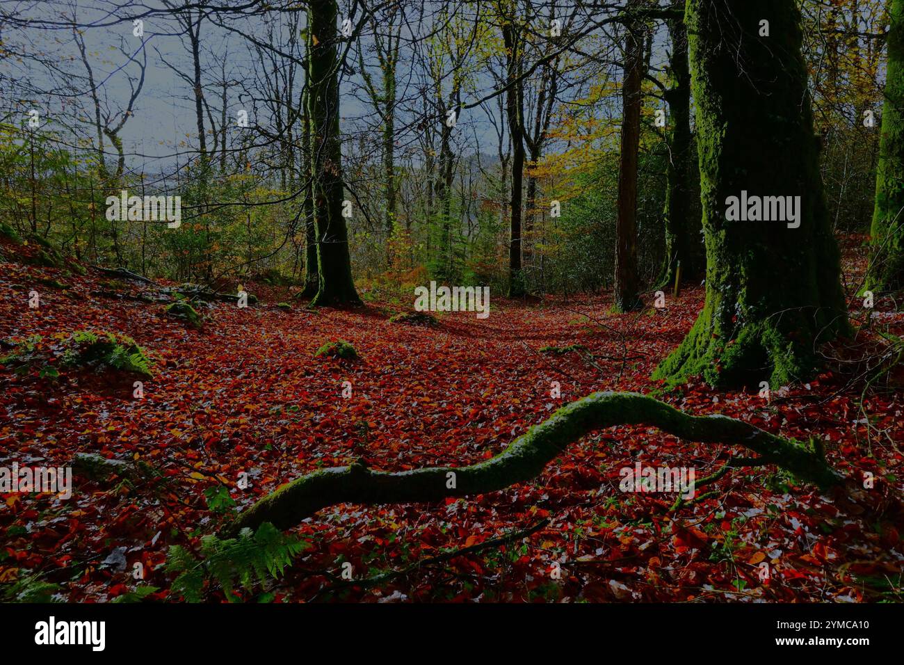 Automne dans la forêt de Dyfi près de Machynlleth avec un sol couvert de feuilles, des feuilles dorées sur les arbres et les sentiers / sentiers de trekking, fougères, soleil brumeux. Banque D'Images