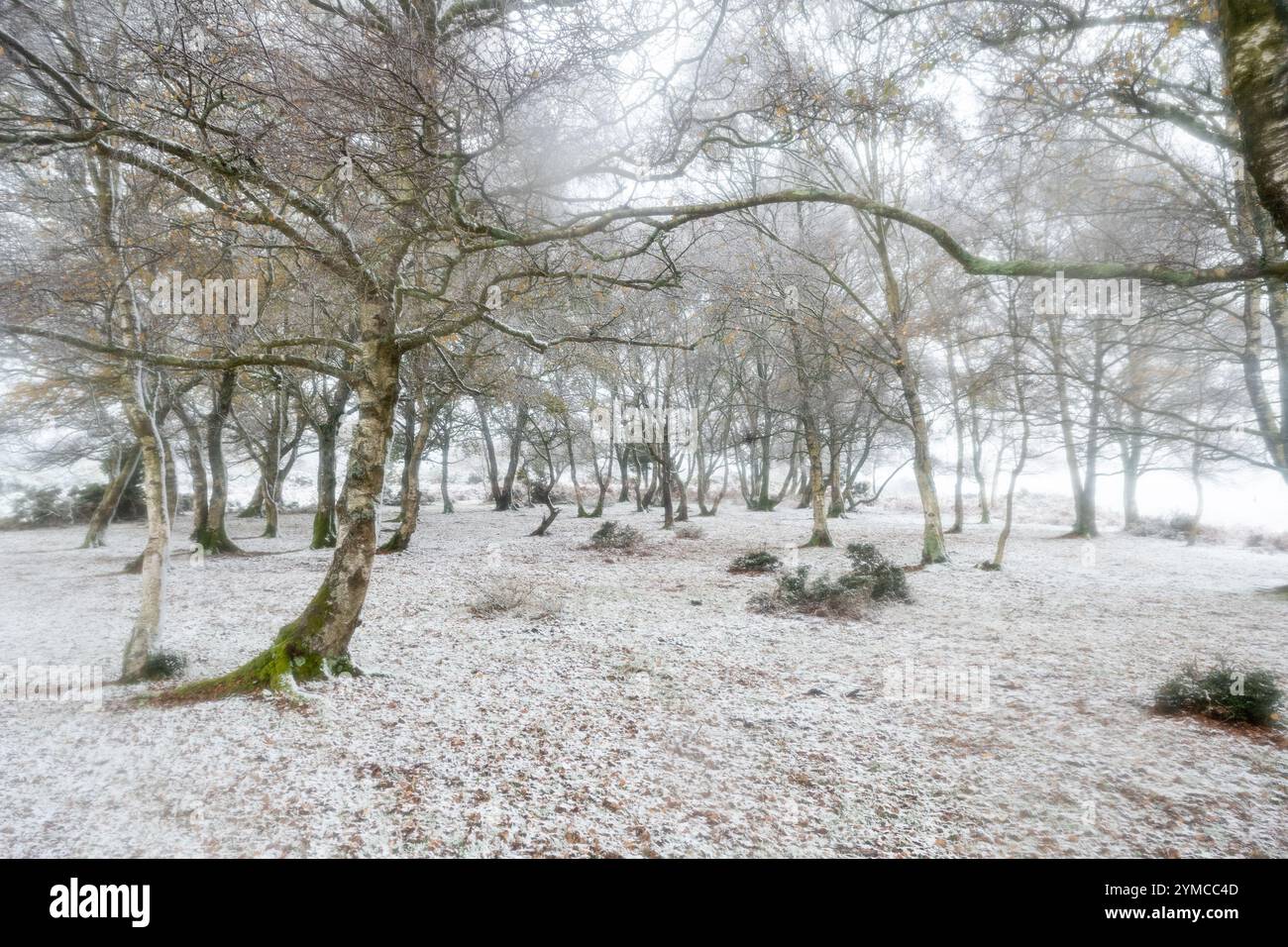 Godshill, New Forest, Hampshire, Angleterre, Royaume-Uni, 21 novembre 2024, Météo : neige abondante le matin pendant le coup de froid au début de l'hiver. Pays des merveilles hivernales dans les arbres. Paul Biggins/Alamy Live News Banque D'Images