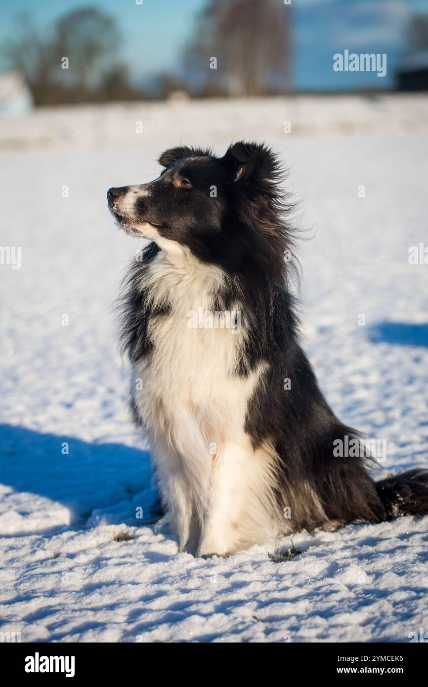 Shetland Sheepdog Banque D'Images