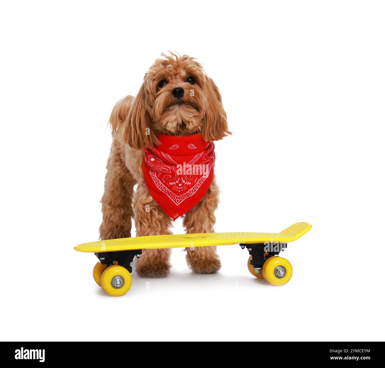 Chien mignon Maltipoo avec bandana rouge et mini penny board sur fond blanc Banque D'Images