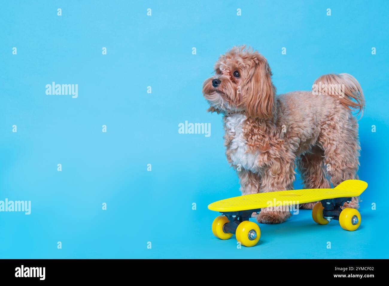 Chien mignon Maltipoo avec mini penny board sur fond bleu clair. Espace pour le texte Banque D'Images