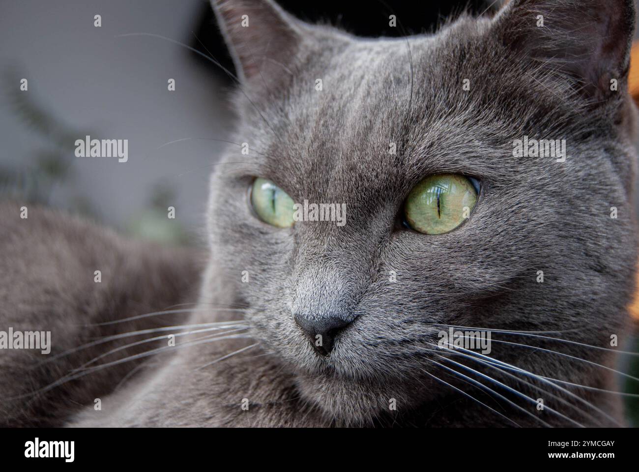 Élégant chat bleu russe reposant sur une couverture douillette, ses yeux verts fixés sur la vue extérieure. Banque D'Images