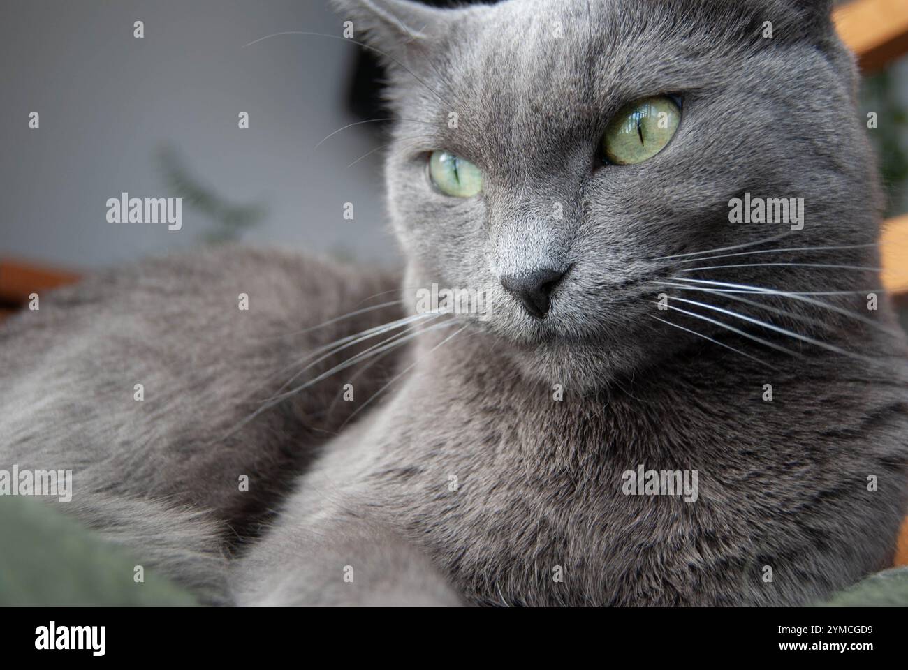 Élégant chat bleu russe reposant sur une couverture douillette, ses yeux verts fixés sur la vue extérieure. Banque D'Images