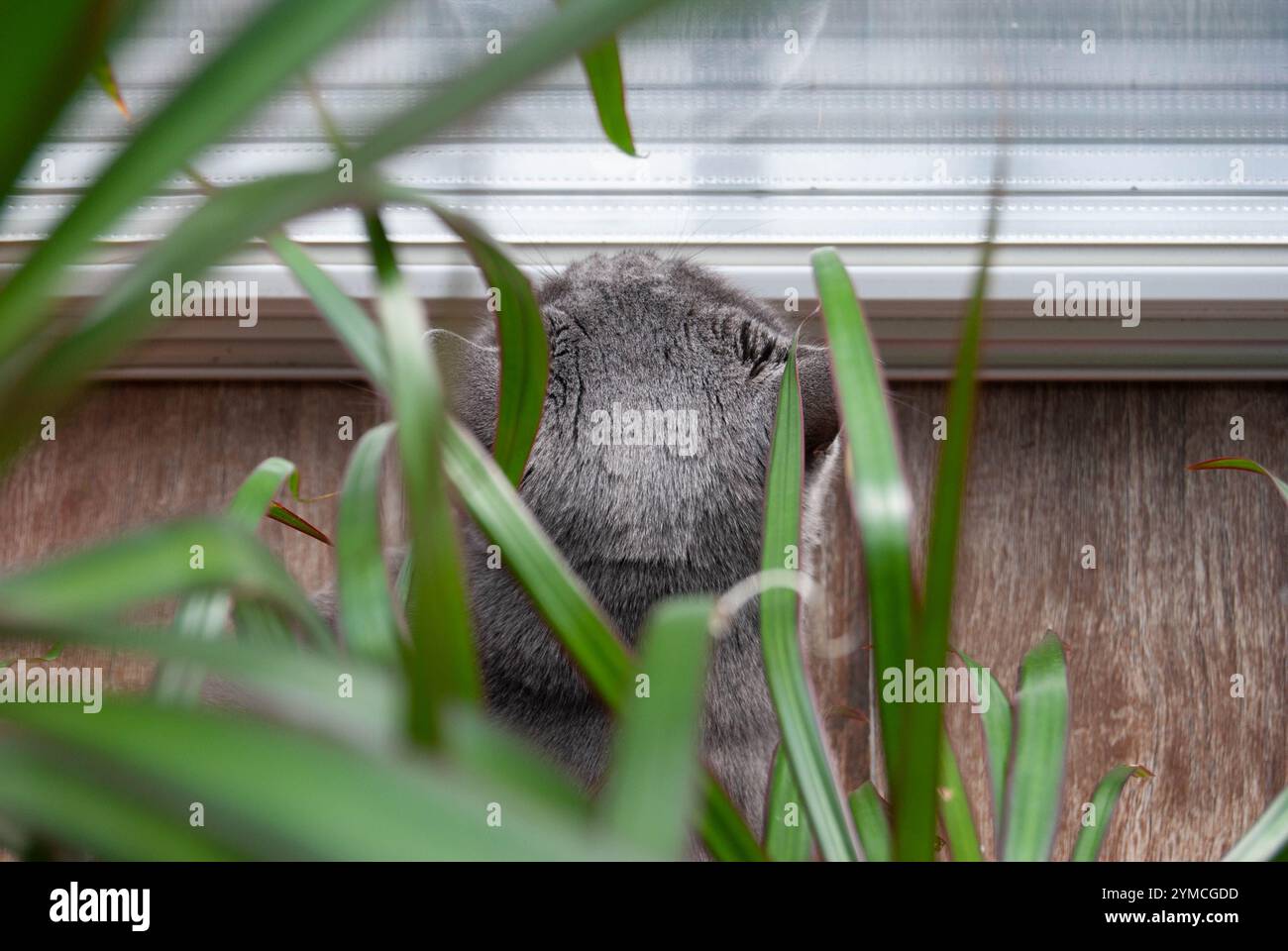 Un chat assis paisiblement sur le sol parmi les plantes d'intérieur, regardant par la fenêtre le monde au-delà. Banque D'Images