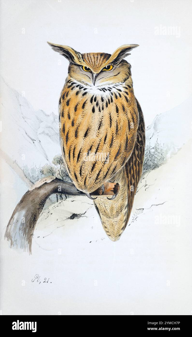 Eagle Owl. Plaque 21. Meyer's British Birds. 1842 Banque D'Images