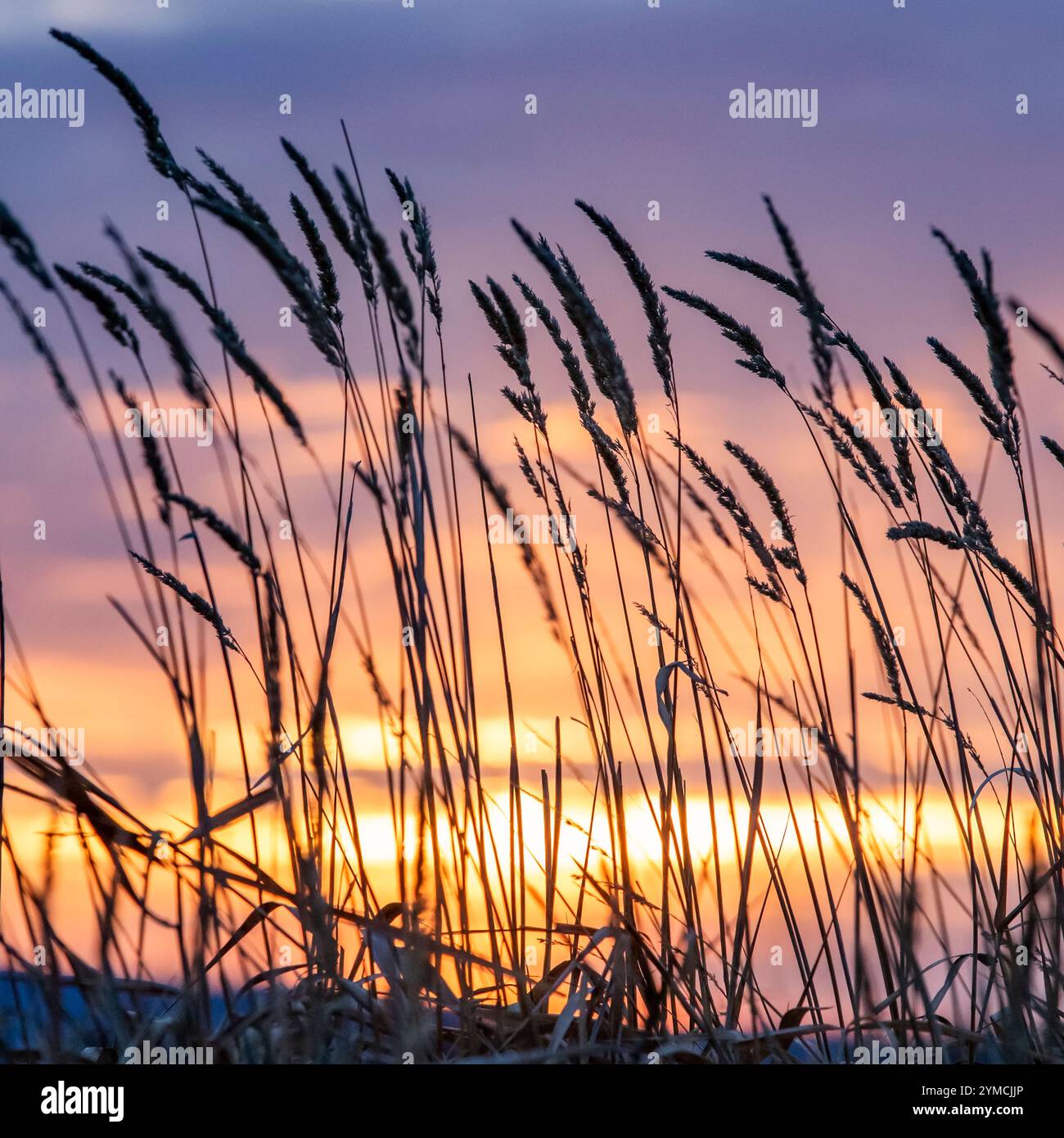 Silhouettes d'herbes sauvages contre le ciel au coucher du soleil Banque D'Images