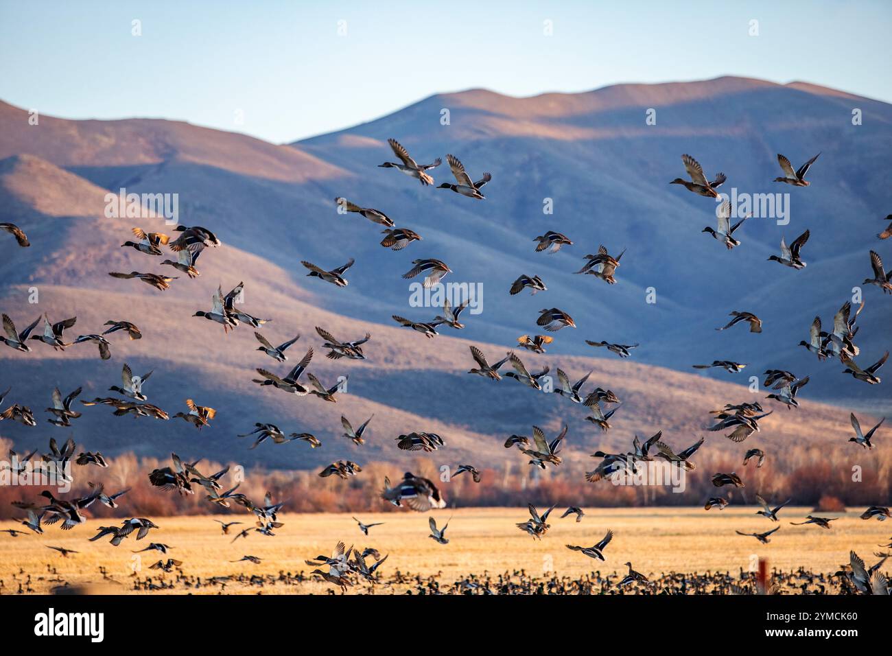 Canard colvert migrant en vol au-dessus des champs Banque D'Images