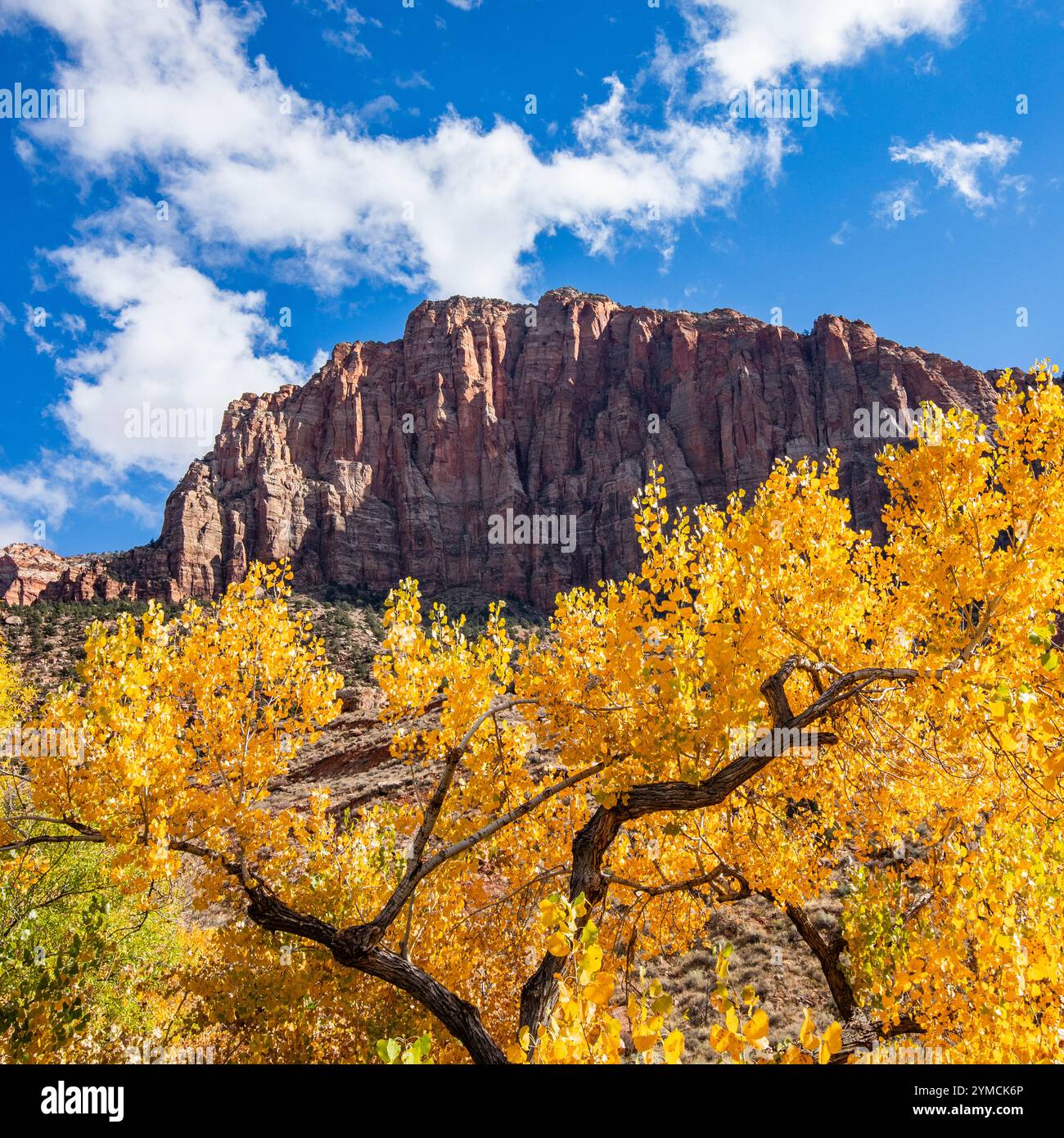 Arbre avec des feuilles d'automne jaunes et falaise dans le parc national de Zion Banque D'Images