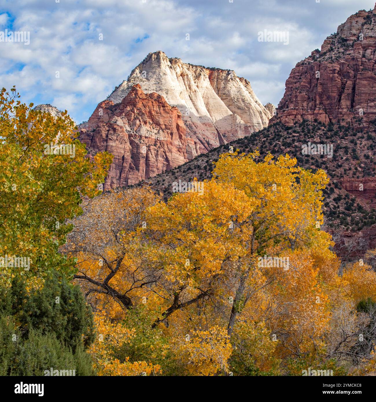 Falaises et arbres dans le parc national de Zion en automne Banque D'Images