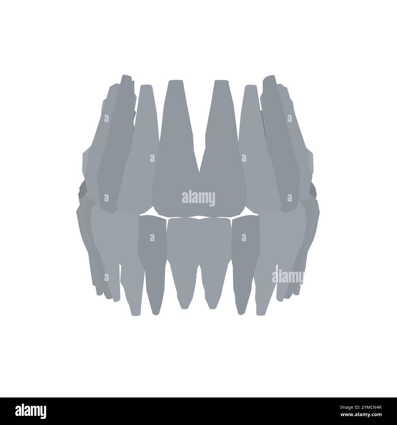 Types de silhouette dentaire. Diverses dents humaines avec racines, molaires, prémolaires, canines. Illustration vectorielle. Illustration de Vecteur